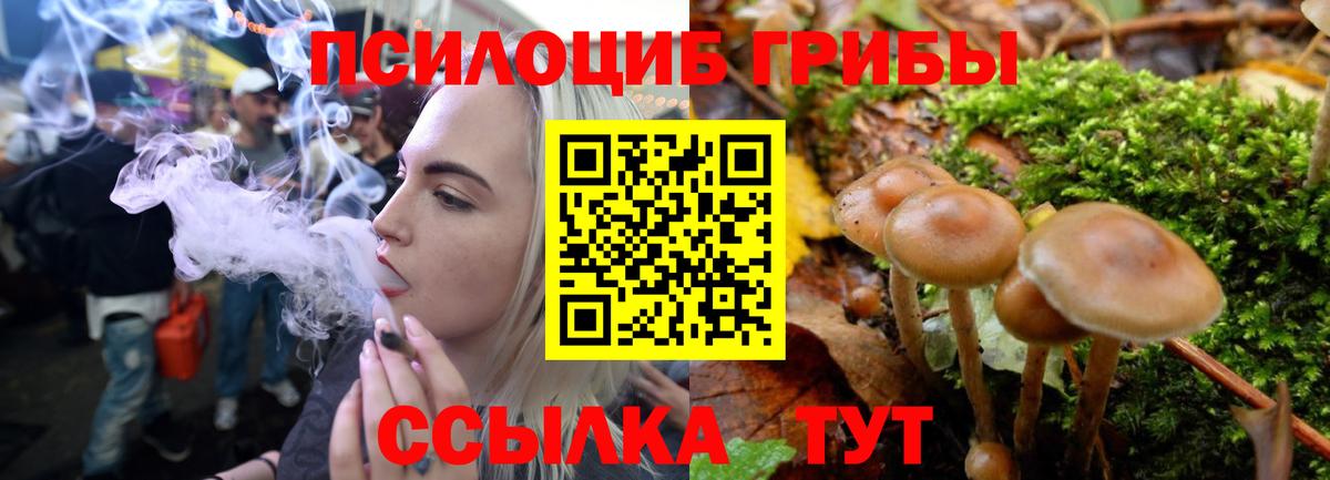 Галлюциногенные грибы Psilocybine cubensis Люберцы